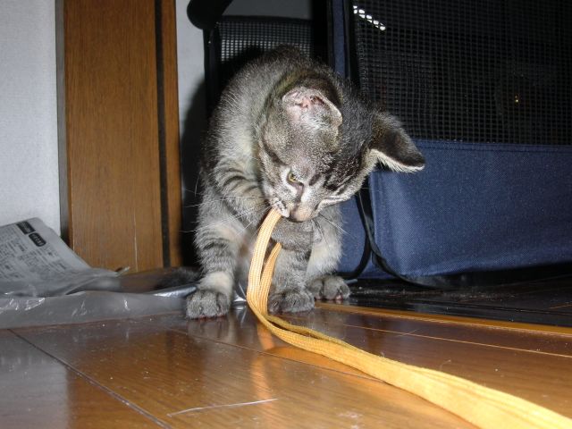 ���܂̕s������L