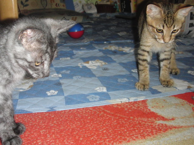 ���܂̕s������L