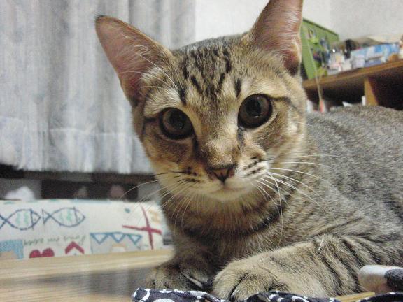 ���܂̕s������L