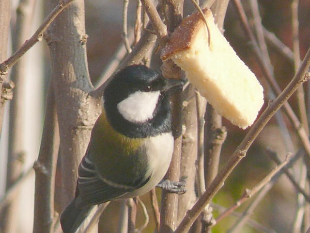 ���܂̕s������L