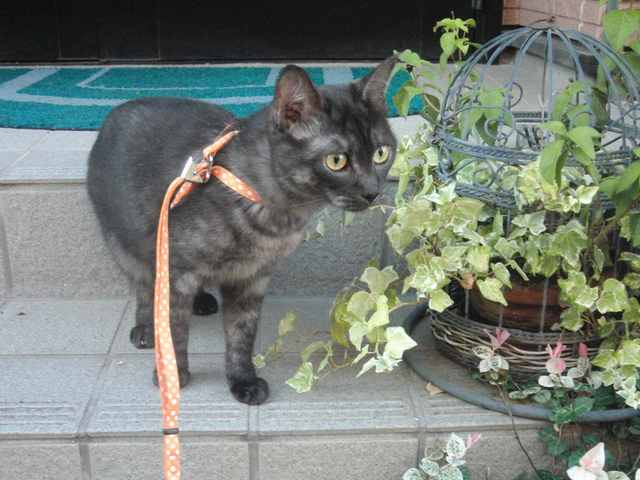 ���܂̕s������L