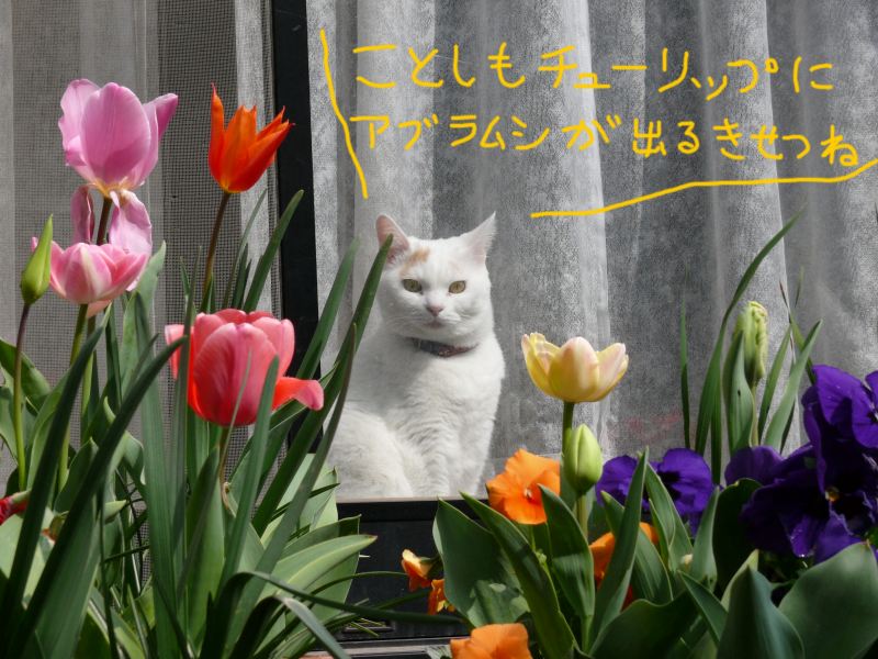 ���܂̕s������L