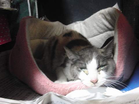 ���܂̕s������L