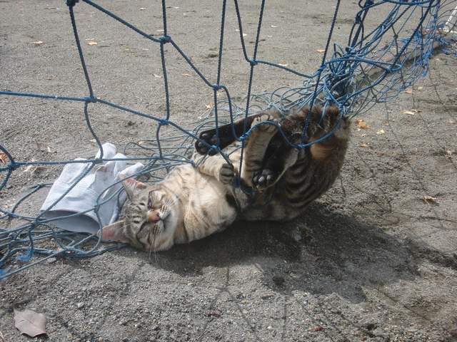 ���܂̕s������L