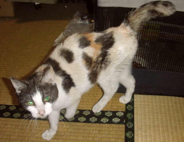 ���܂̕s������L