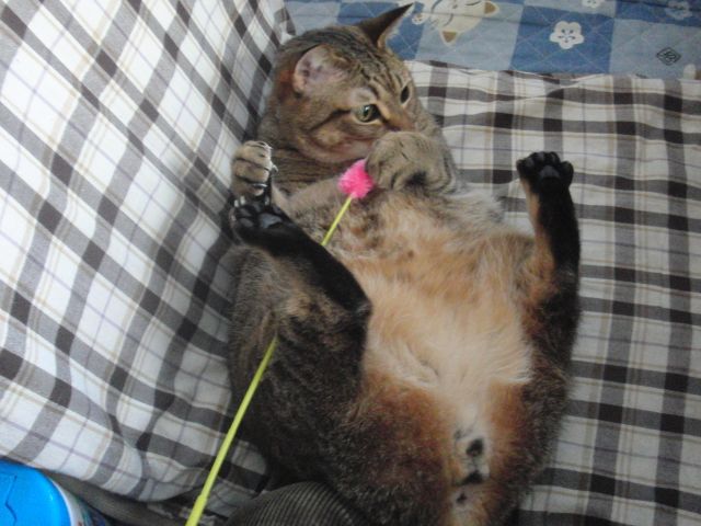 ���܂̕s������L