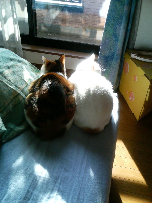 ���܂̕s������L