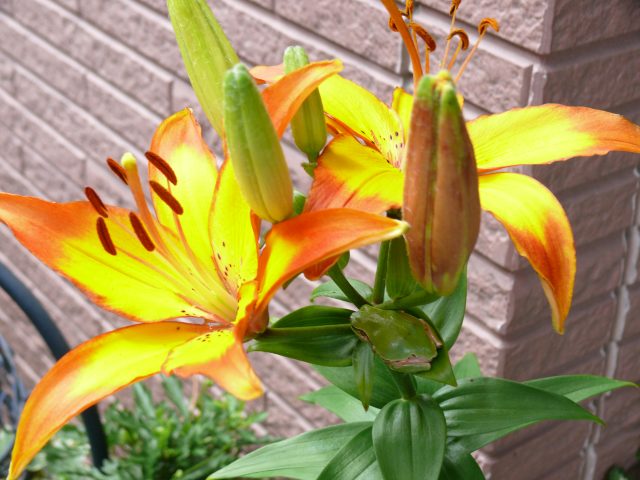 ���܂̕s������L