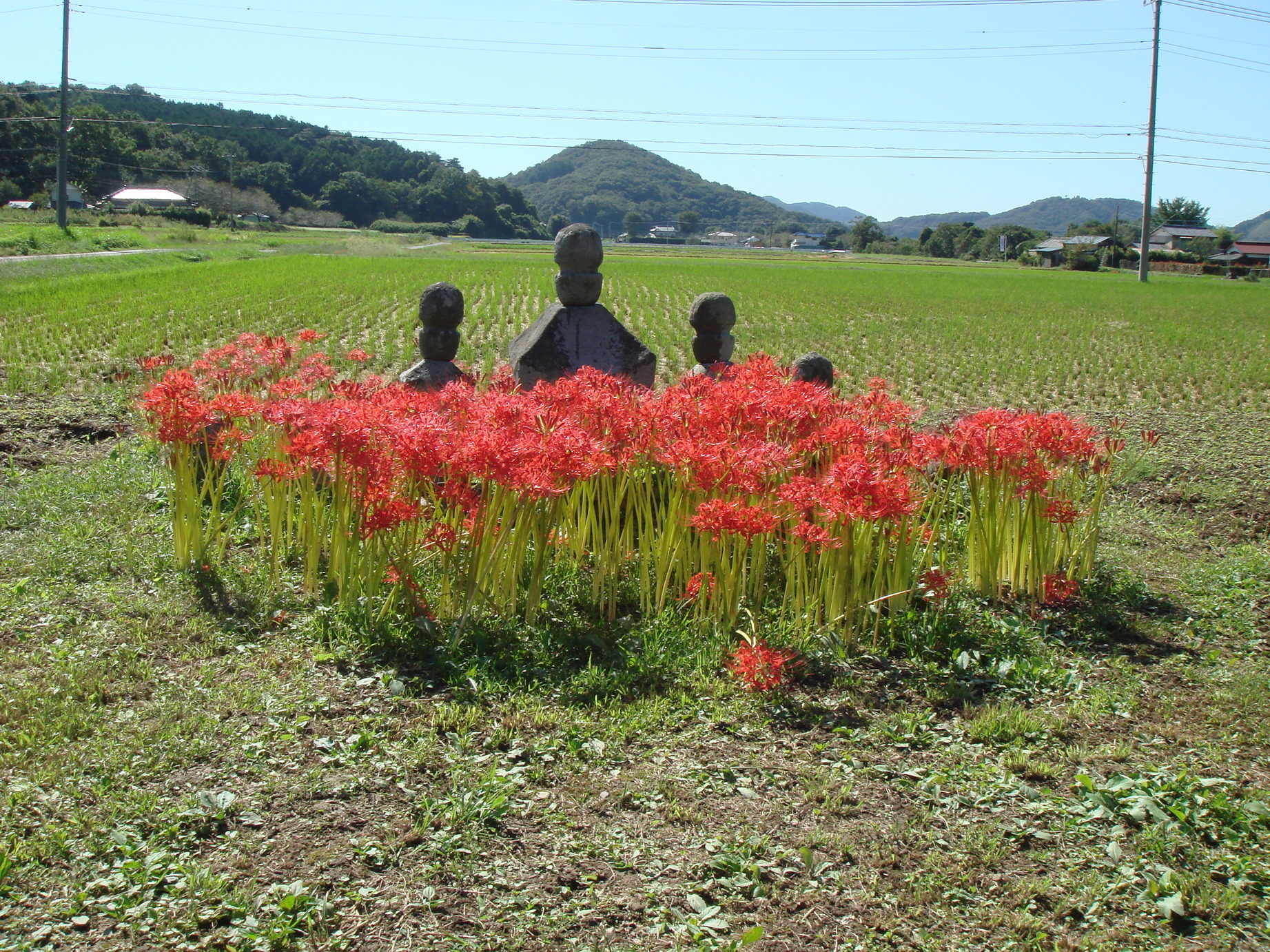 �䂽���̕���