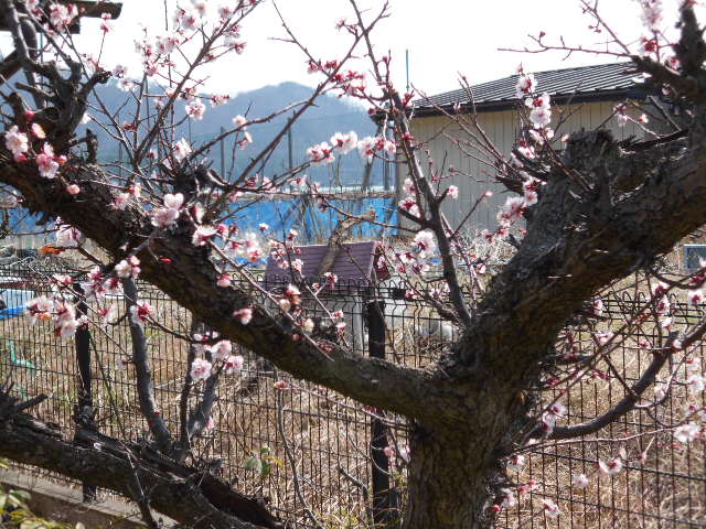 �R�쑐�u�����̗��v