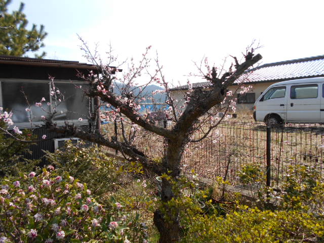 �R�쑐�u�����̗��v