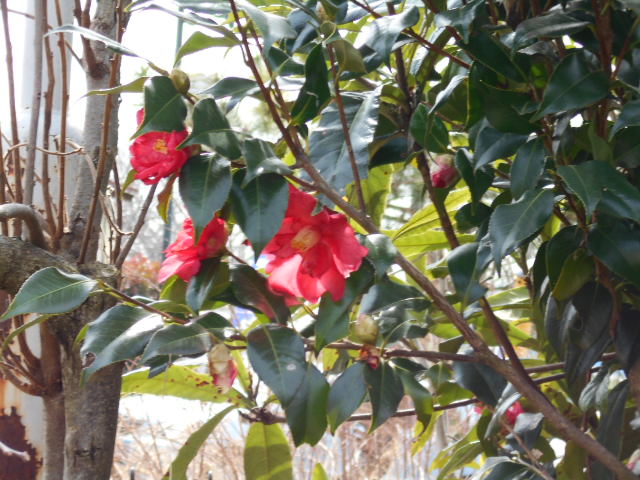 �R�쑐�u�����̗��v