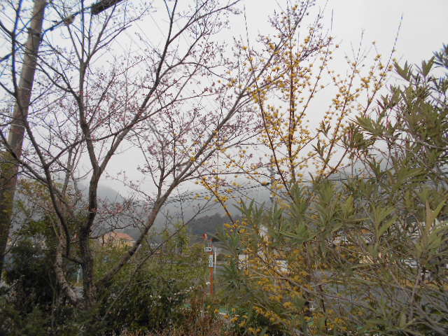 �R�쑐�u�����̗��v