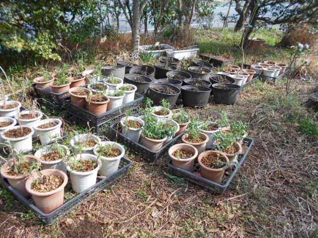 �R�쑐�u�����̗��v