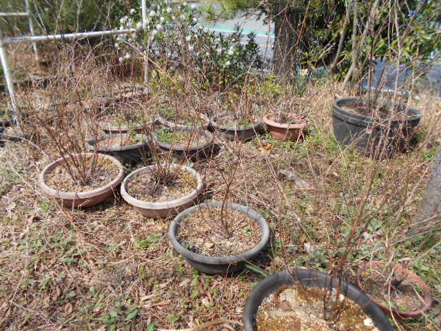 �R�쑐�u�����̗��v