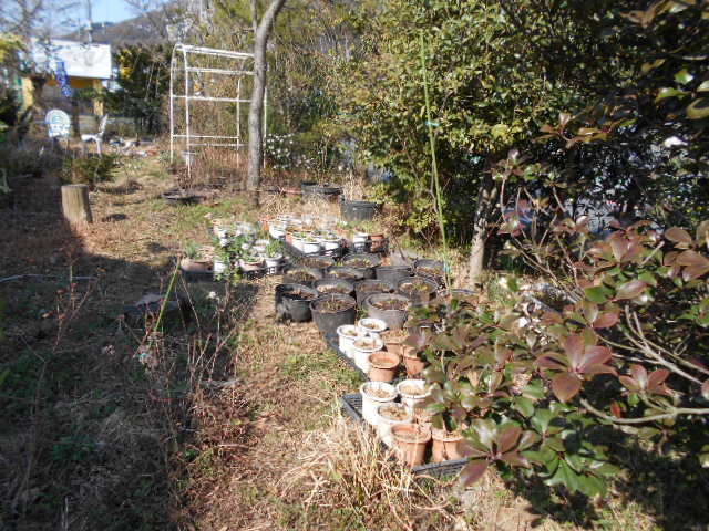 �R�쑐�u�����̗��v