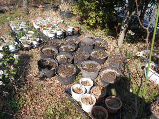 �R�쑐�u�����̗��v