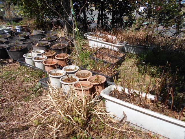 �R�쑐�u�����̗��v