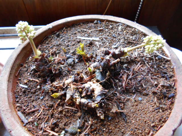 �R�쑐�u�����̗��v