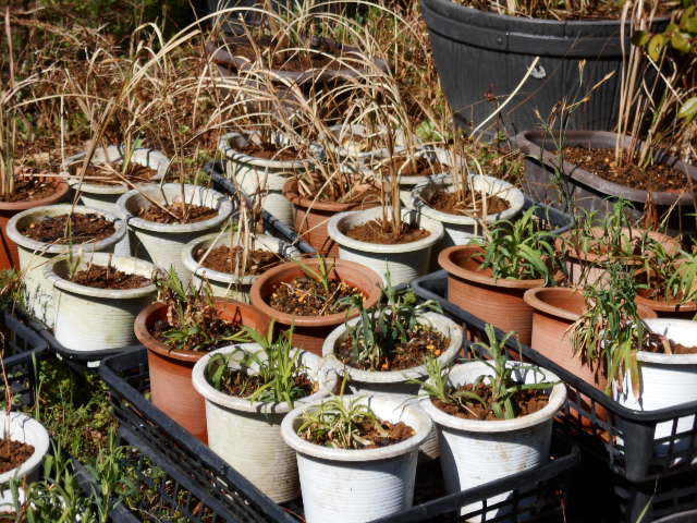 �R�쑐�u�����̗��v