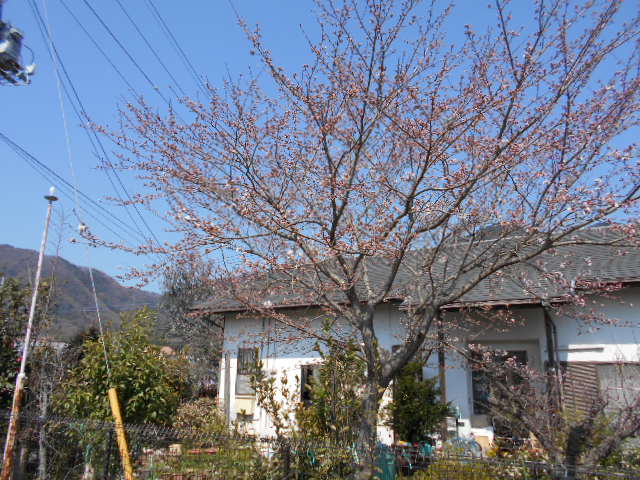 �R�쑐�u�����̗��v