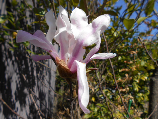 �R�쑐�u�����̗��v