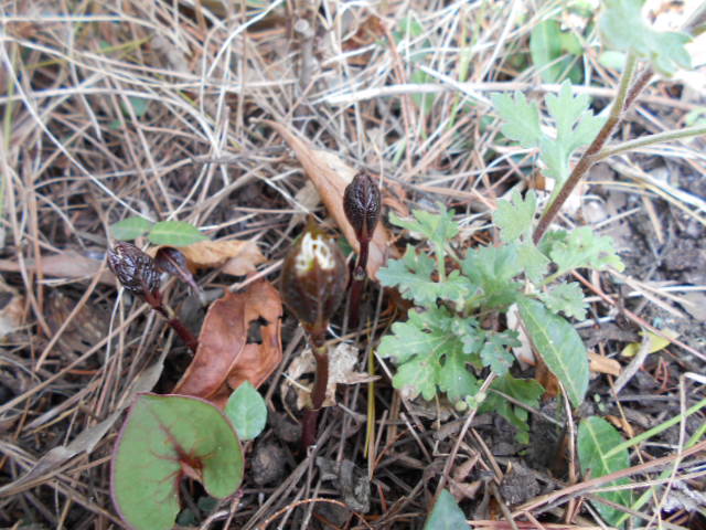 �R�쑐�u�����̗��v