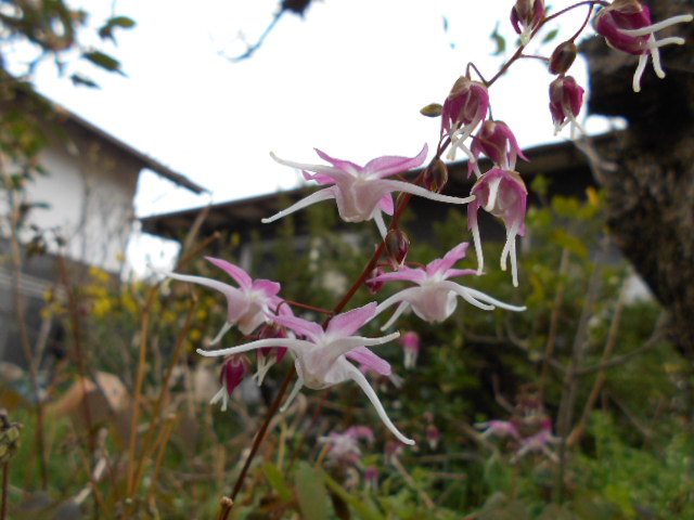 �R�쑐�u�����̗��v