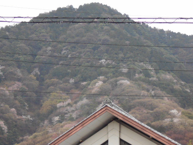 �R�쑐�u�����̗��v