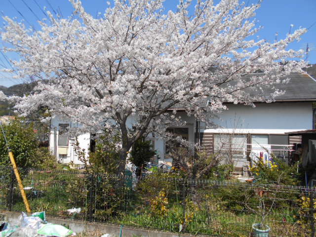 �R�쑐�u�����̗��v