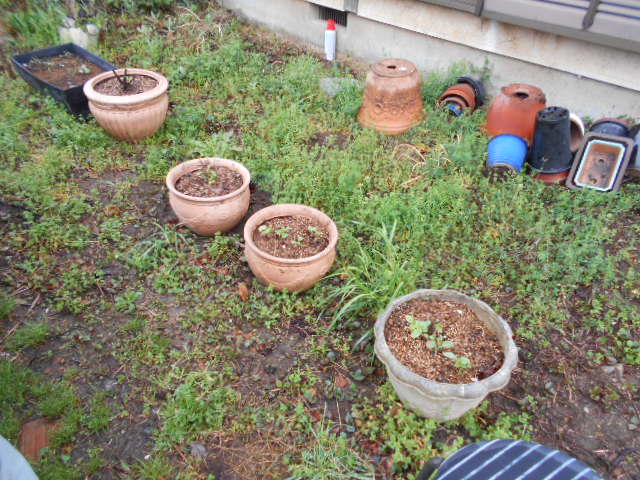 �R�쑐�u�����̗��v