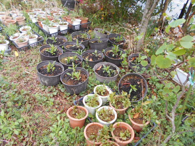 �R�쑐�u�����̗��v