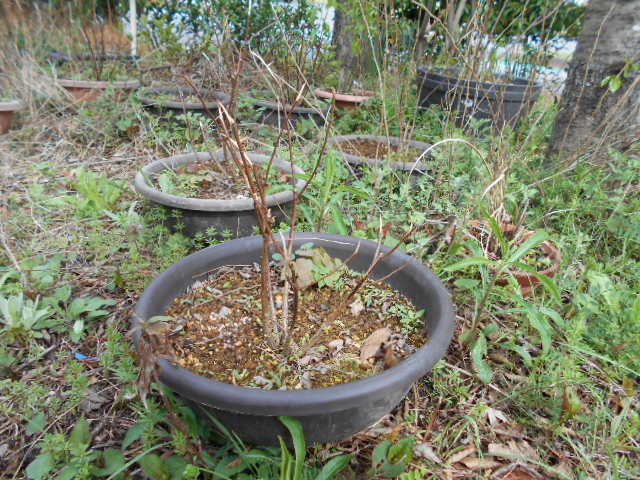 �R�쑐�u�����̗��v