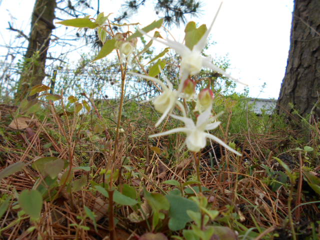 �R�쑐�u�����̗��v