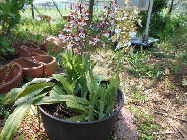 �R�쑐�u�����̗��v