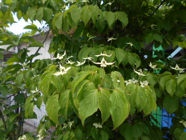 �R�쑐�u�����̗��v