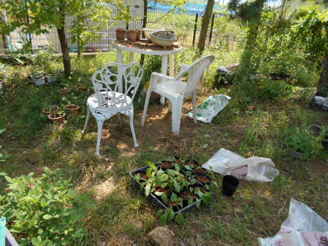 �R�쑐�u�����̗��v