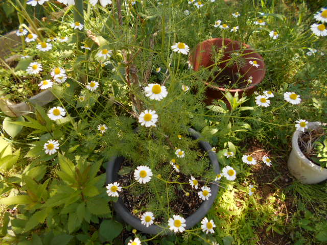 �R�쑐�u�����̗��v