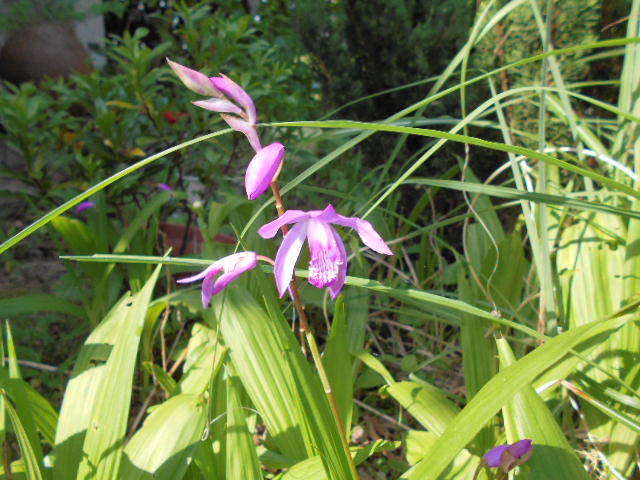 �R�쑐�u�����̗��v