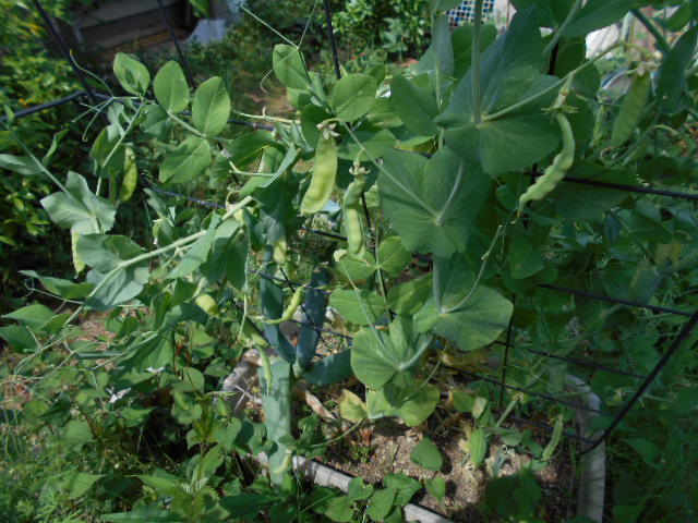 �R�쑐�u�����̗��v