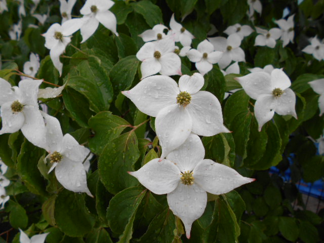 �R�쑐�u�����̗��v