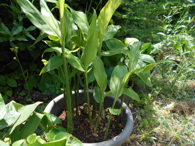 �R�쑐�u�����̗��v