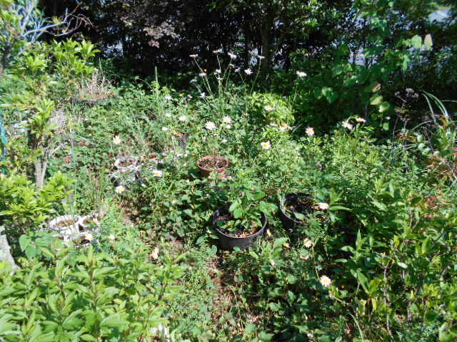 �R�쑐�u�����̗��v