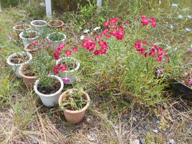 �R�쑐�u�����̗��v