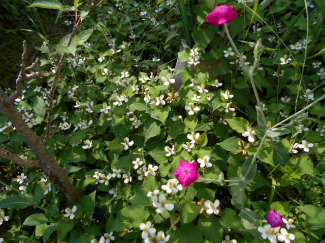 �R�쑐�u�����̗��v