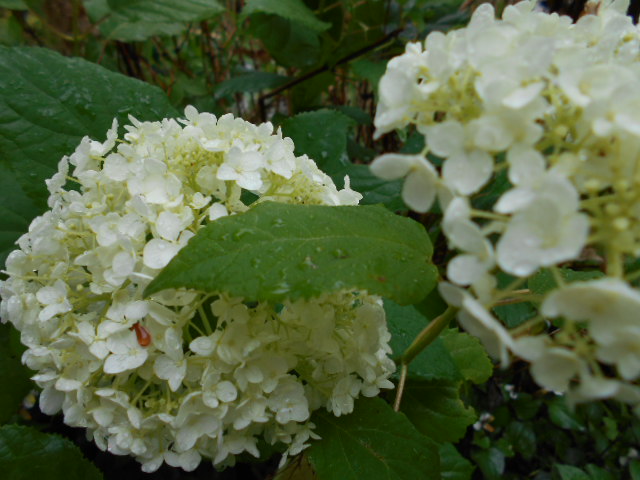 �R�쑐�u�����̗��v