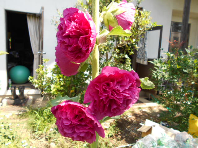 �R�쑐�u�����̗��v