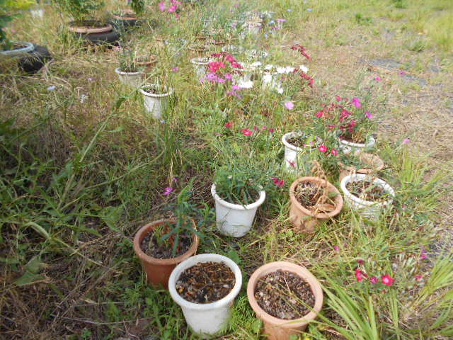 �R�쑐�u�����̗��v