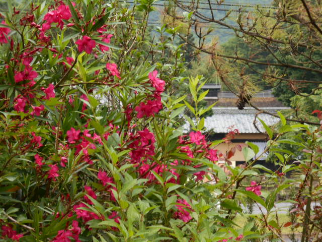 �R�쑐�u�����̗��v