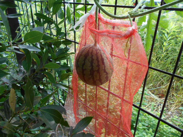 �R�쑐�u�����̗��v